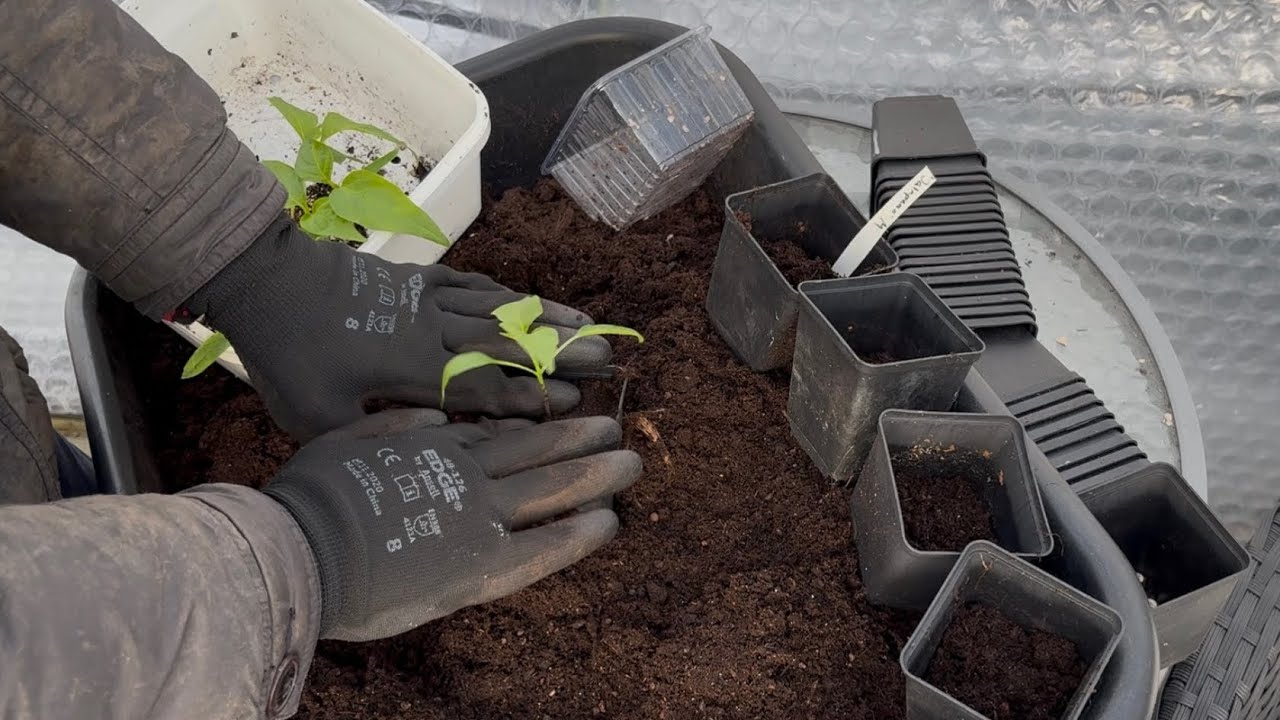 Omplantering av chili, pensé, dill och persilja