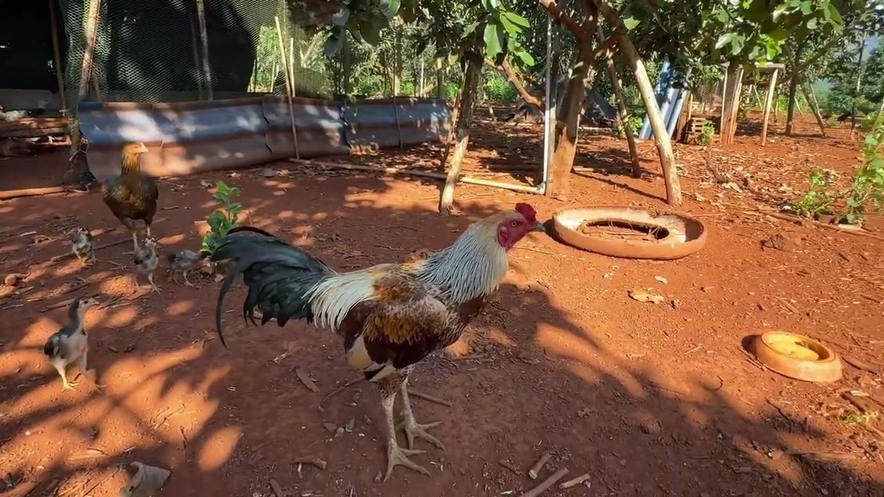 ไก่ชนบ้านๆ #ซุ้มหม่อนไหม17 #ไก่ชนพม่า 