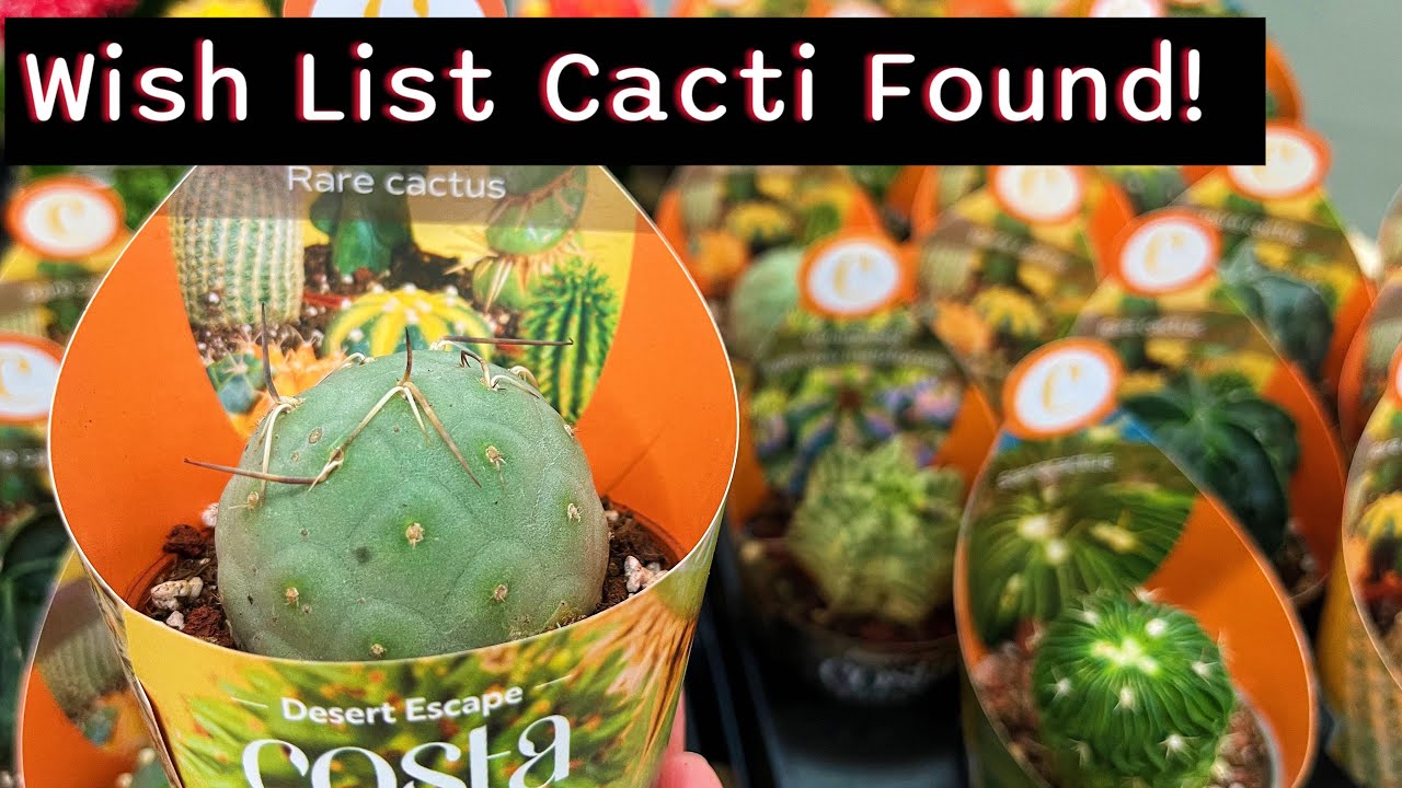 Costa Farms Rare Cacti Big Box Plant Shopping #bigboxstoreplantshopping #houseplants #plants
