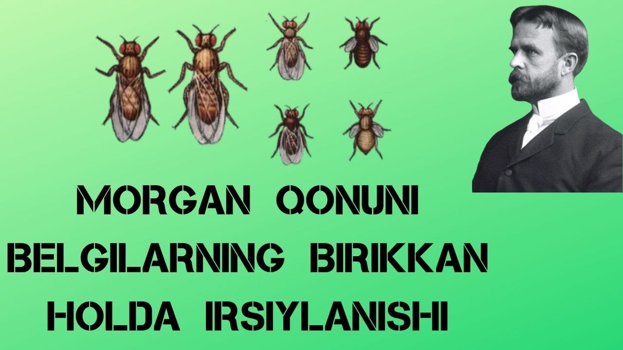 GENLARNING BRIKKAN HOLDA IRSIYLANISHI  |  MORGON QONUNI