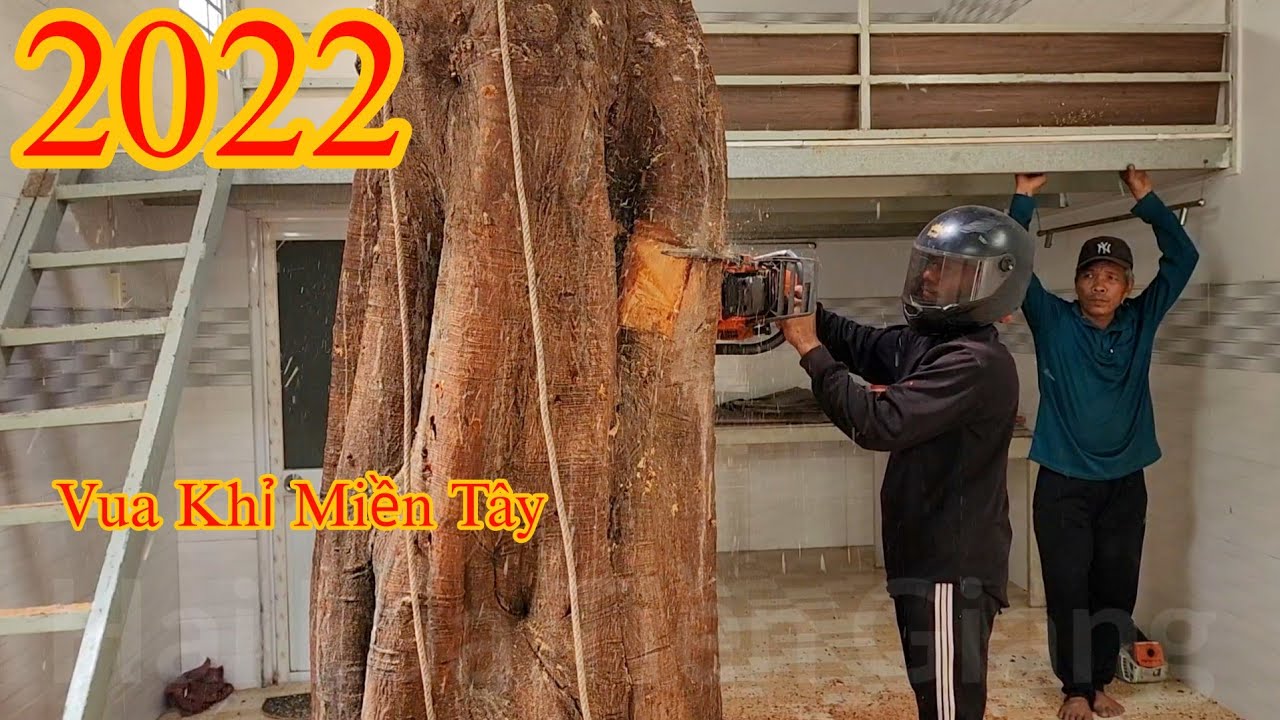 Cây Bồ Đề nằm trong nhà , Vua Khỉ đã cưa ra sao ? (1/2) Cutting bodhi tree