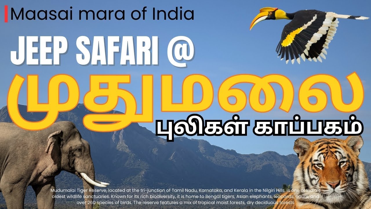 Mudumalai Forest Safari: Raw Wild Animal Encounters!