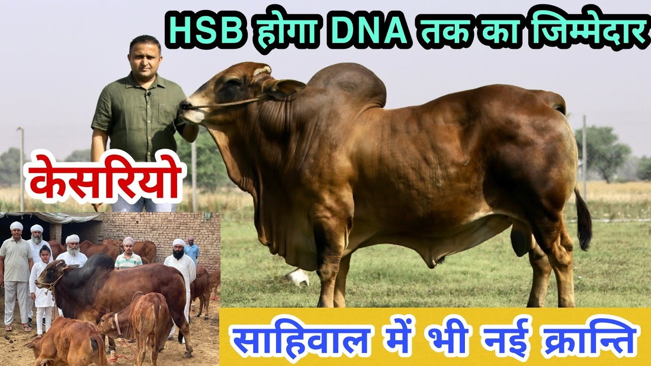 Kesariyo : India's No. 1 Sahiwal Bull || HSB ने ठाना, Duplicate Semen दूर करना || Semen Available