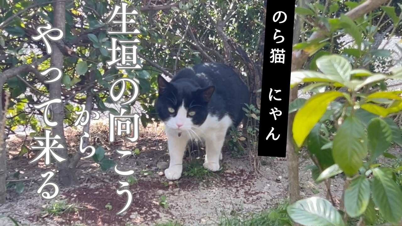 生垣の向こうからやって来るにゃん