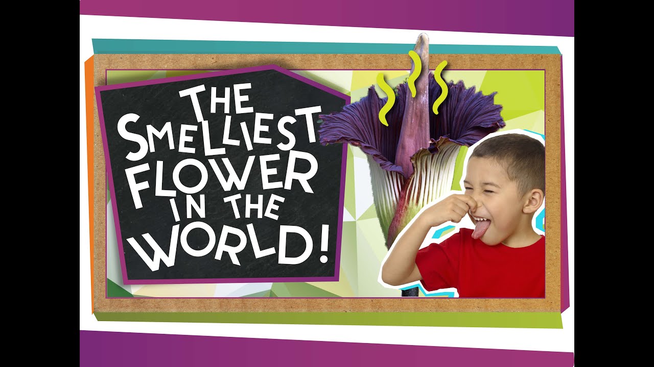 The World's Smelliest Flower