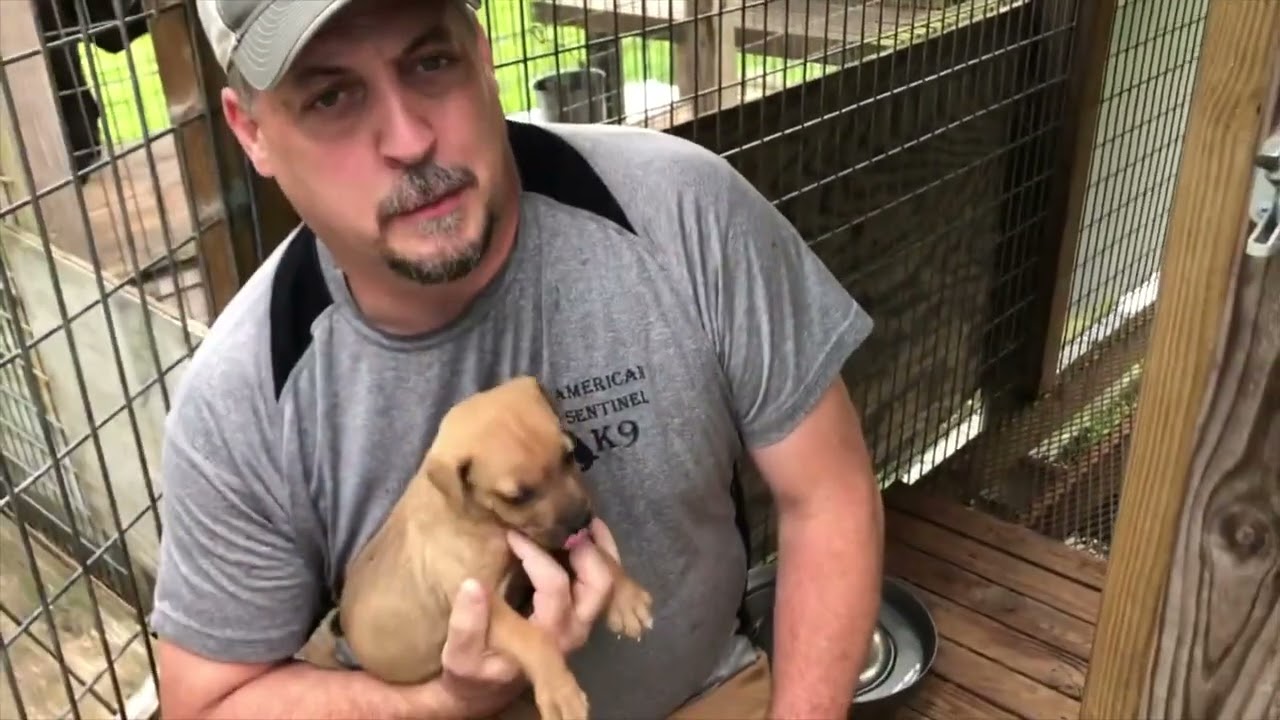 AMERICAN SENTINEL K9 YARD TOUR MAY 2021