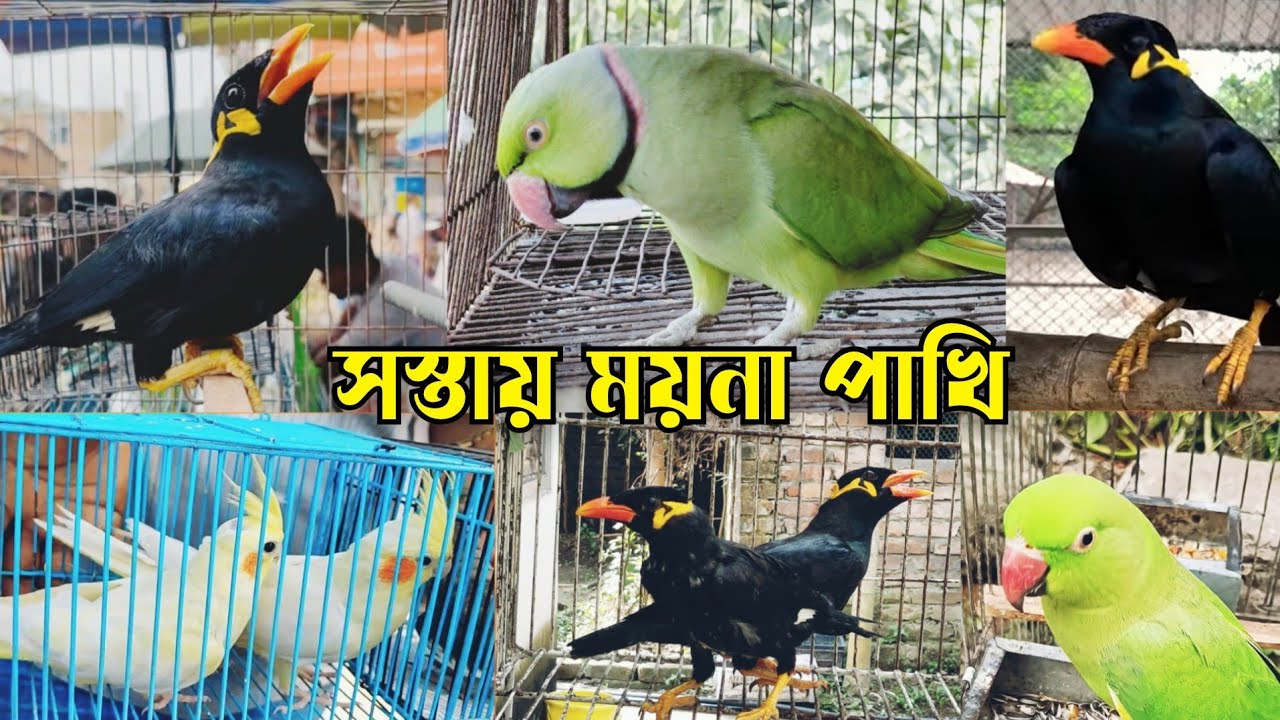 টিয়া,ময়না পাখি আদিত বার্ড হাউজ || ময়না পাখির দাম || Moyna pakhir dam || Osthir pakhi 