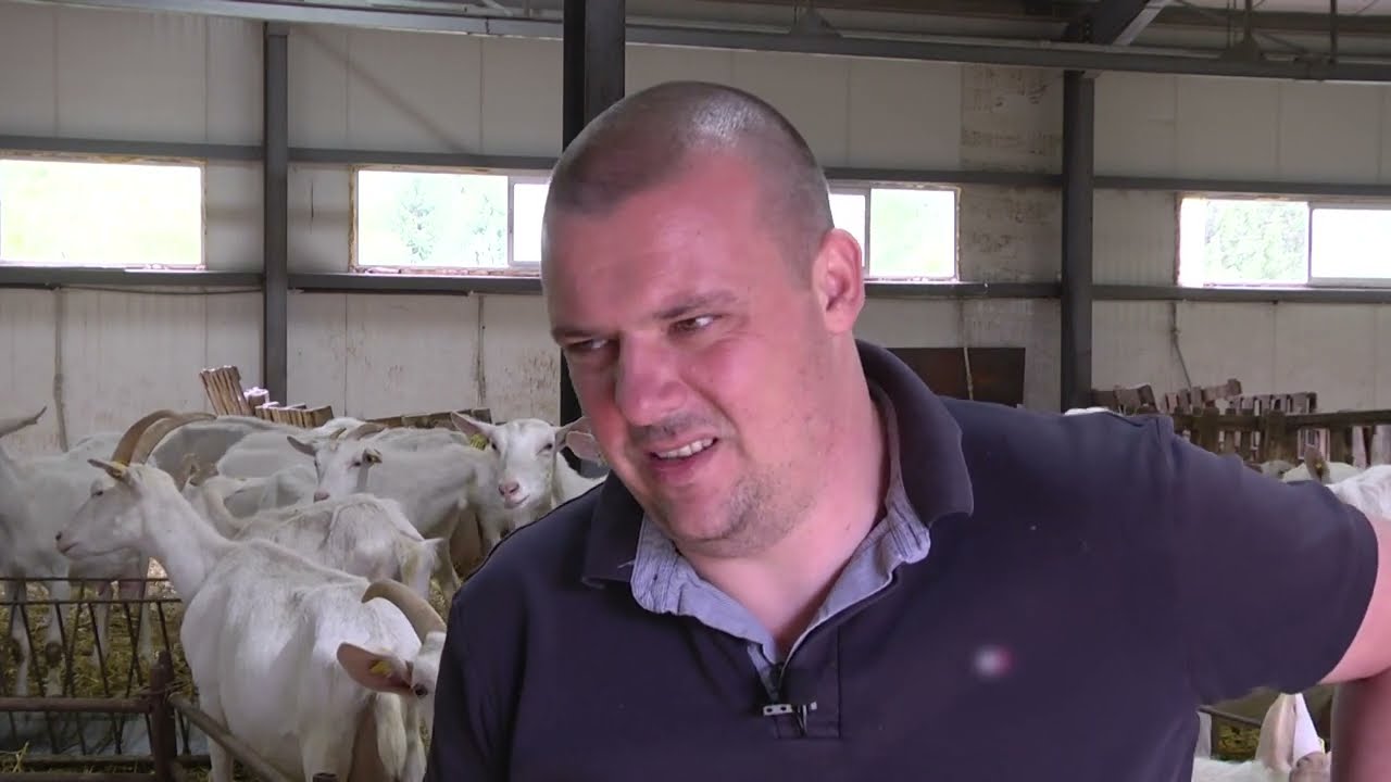 Животновъден дневник: Козевъдство в Родопите - методи от Богутево, автор: Мирела Спасова