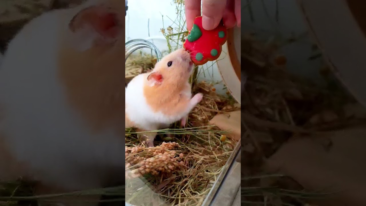 POV: Your Hamster Wakes up Early - 