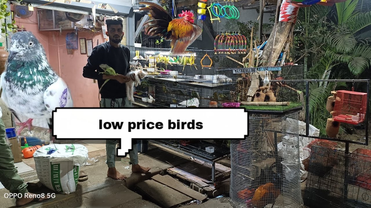 low price birds Hasan exotic birds Mumbai malad