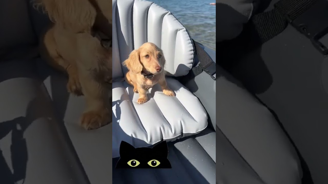 Maxwell the dog?