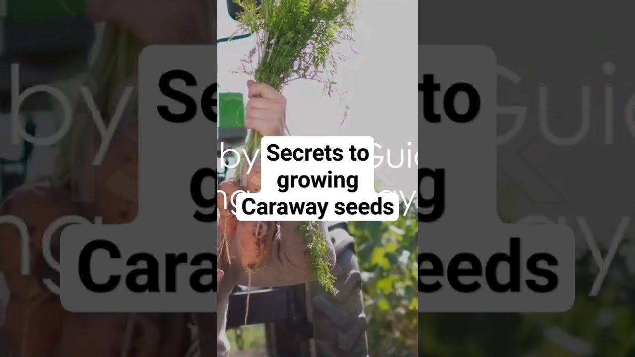 Secrets to growing Caraway Seeds