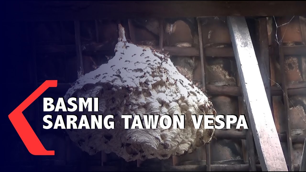 Basmi Sarang Tawon Vespa Di Permukiman
