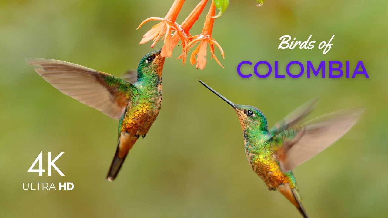 Birds of Colombia 4K