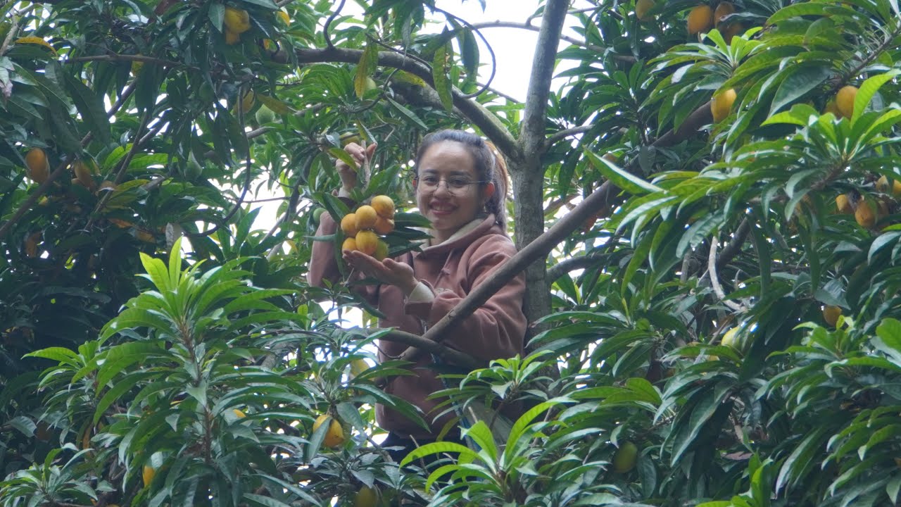 VIDEO FULL: Harvest ki ma pears and yams to sell at the market