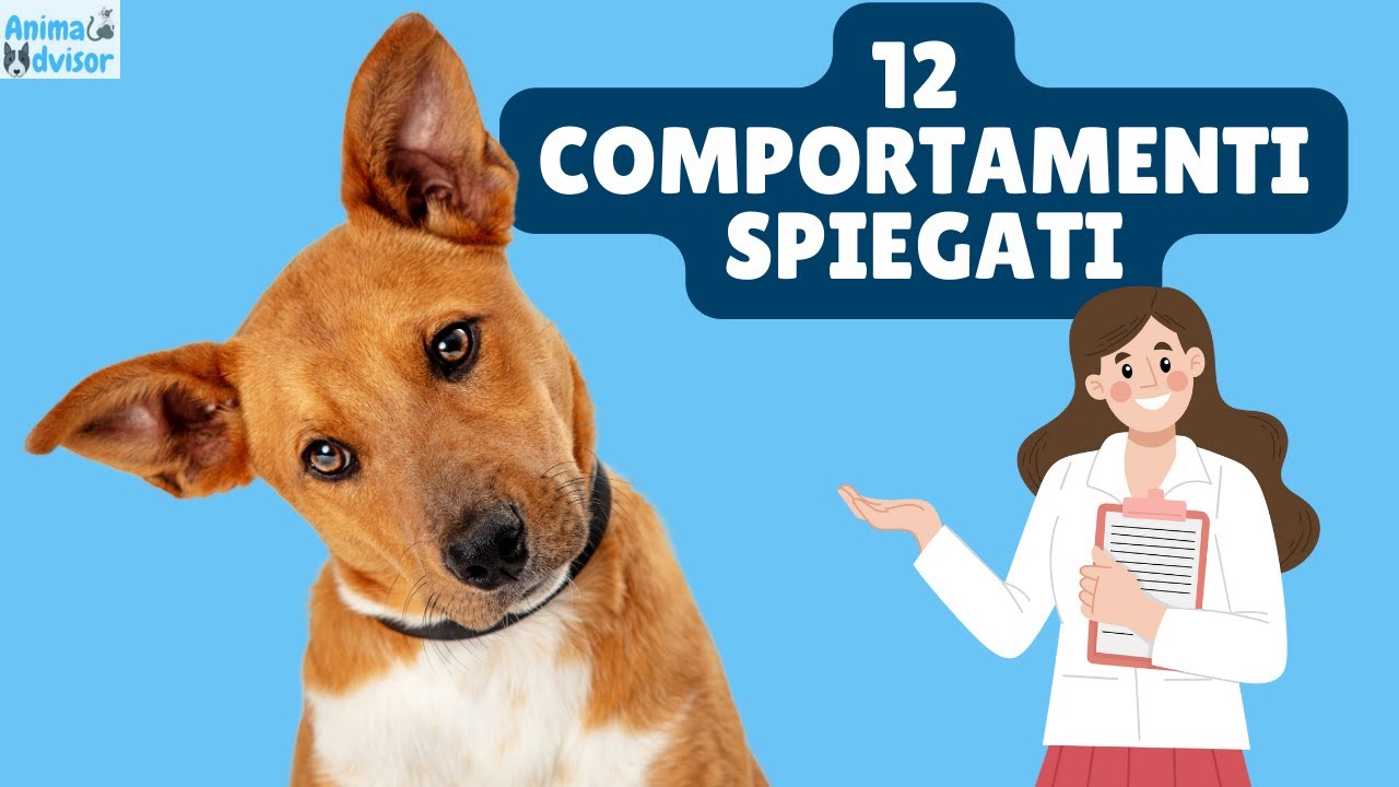 12 Comportamenti dei Cani Spiegati! 🐶🐶🐶