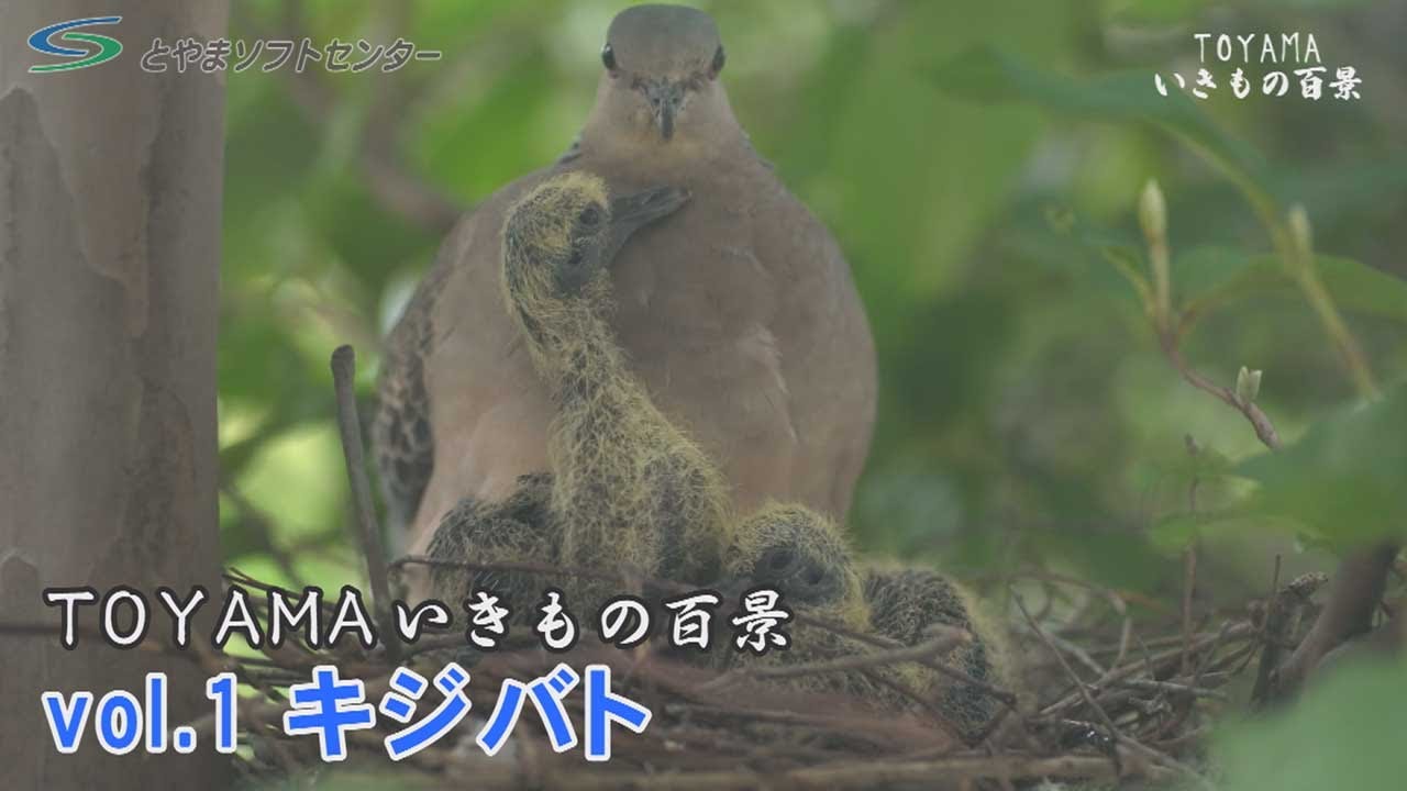 【キジバトの子育て】TOYAMAいきもの百景vol.1 (2021年撮影)