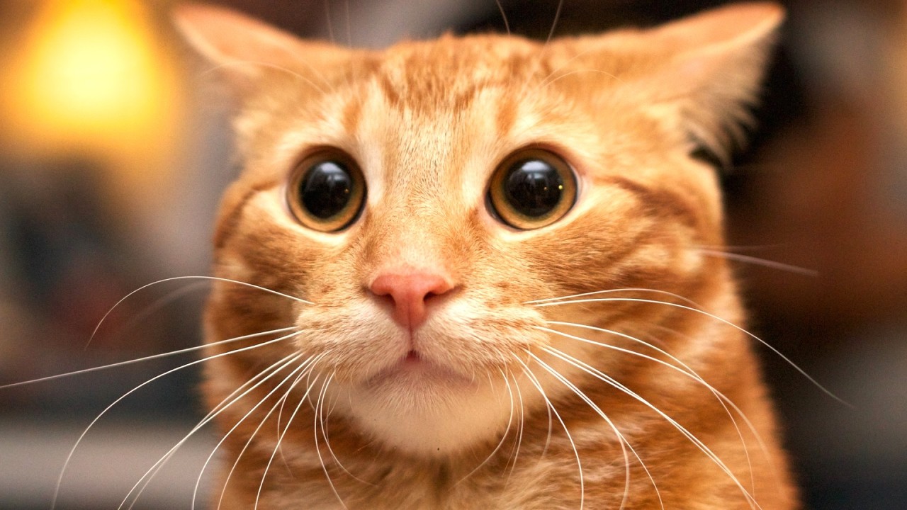 The Puzzling Mystery Of Orange Cats Has Finally Been Solved