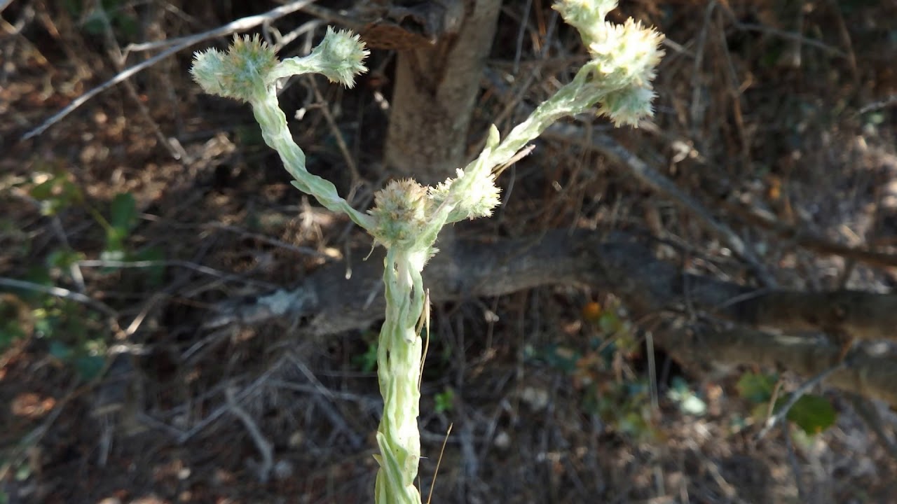 Filago vulgaris or Filago germanica, commonly known as common cudweed or common cottonrose