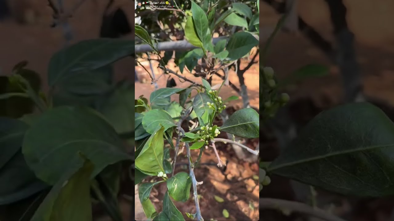 يوميات #خالد_الخالدي مع صلاح وبوعثمان | أفراح القبيسي | Fine ART دبي مول  9-2-2026