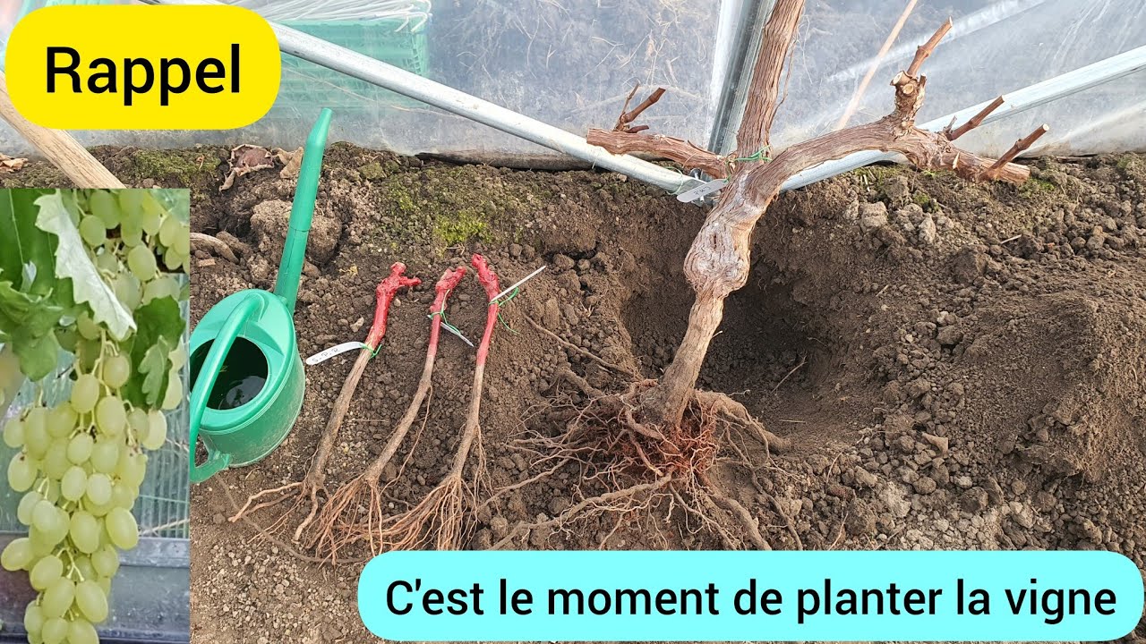 Comment planter la vigne en racines nues ? 2024