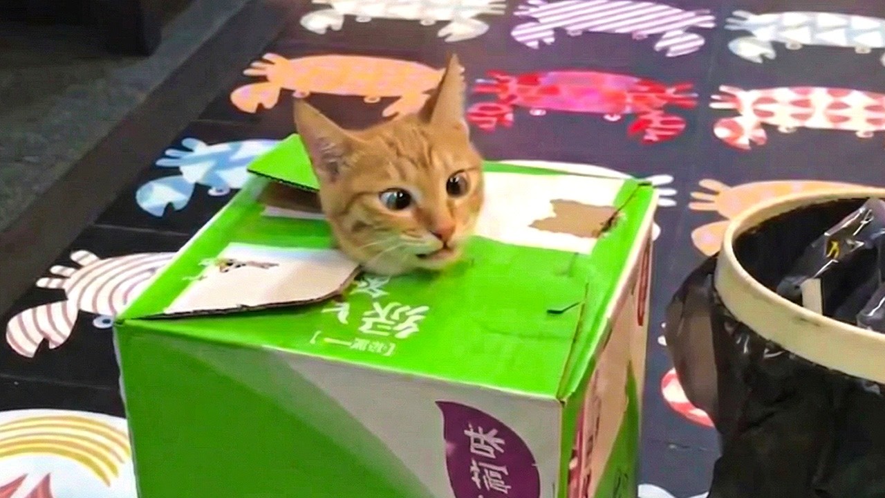 Cat.exe Has Stopped Working! 😂 Best Funny Cat Moments