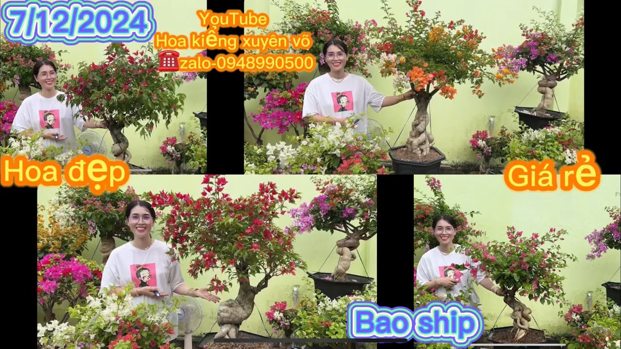 Hoa kiểng xuyên võ ngày 7/12/2024 nhiều hoa giấy đẹp giá rẻ bao ship toàn quốc