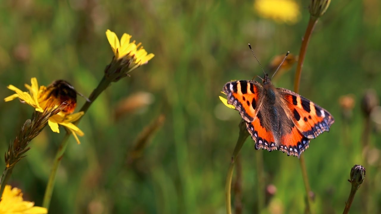 The Garden Jungle: how to save our insects, Prof Dave Goulson