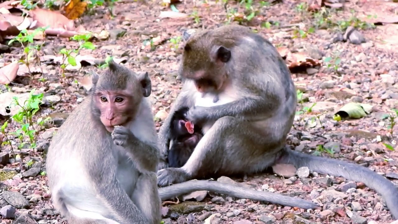 So Small, So Loved 💞 Newborn Baby Monkeys Rest in Mommy’s Arms🥹🌿🥰