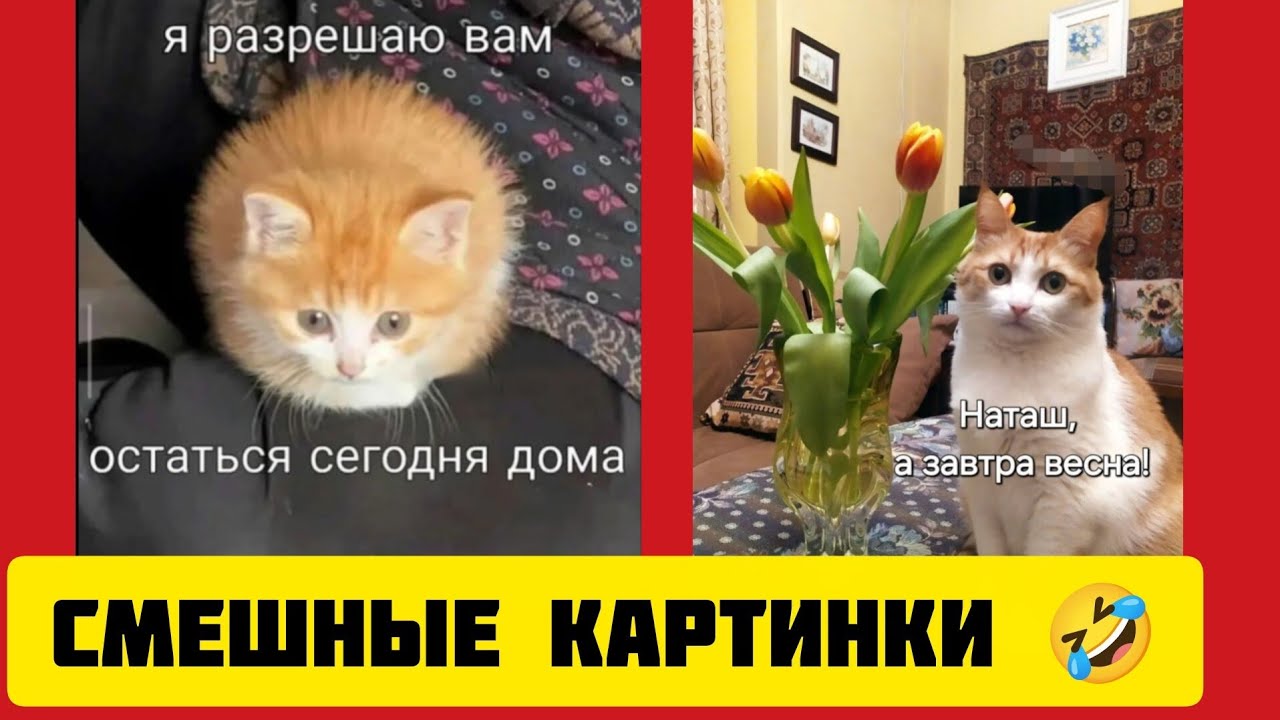 я разрешаю вам 🐱остаться сегодня 🍨дома! смешные картинки🤣 и весёлая музыка 