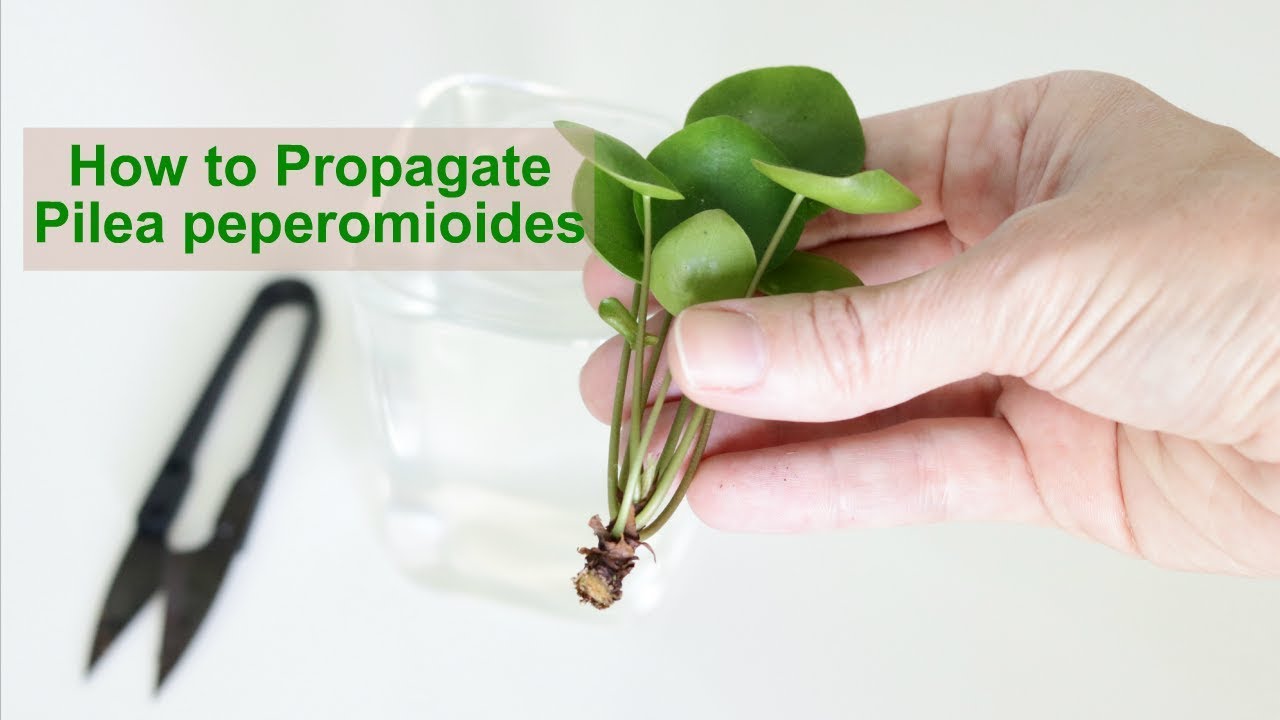 How to Propagate Pilea peperomioides
