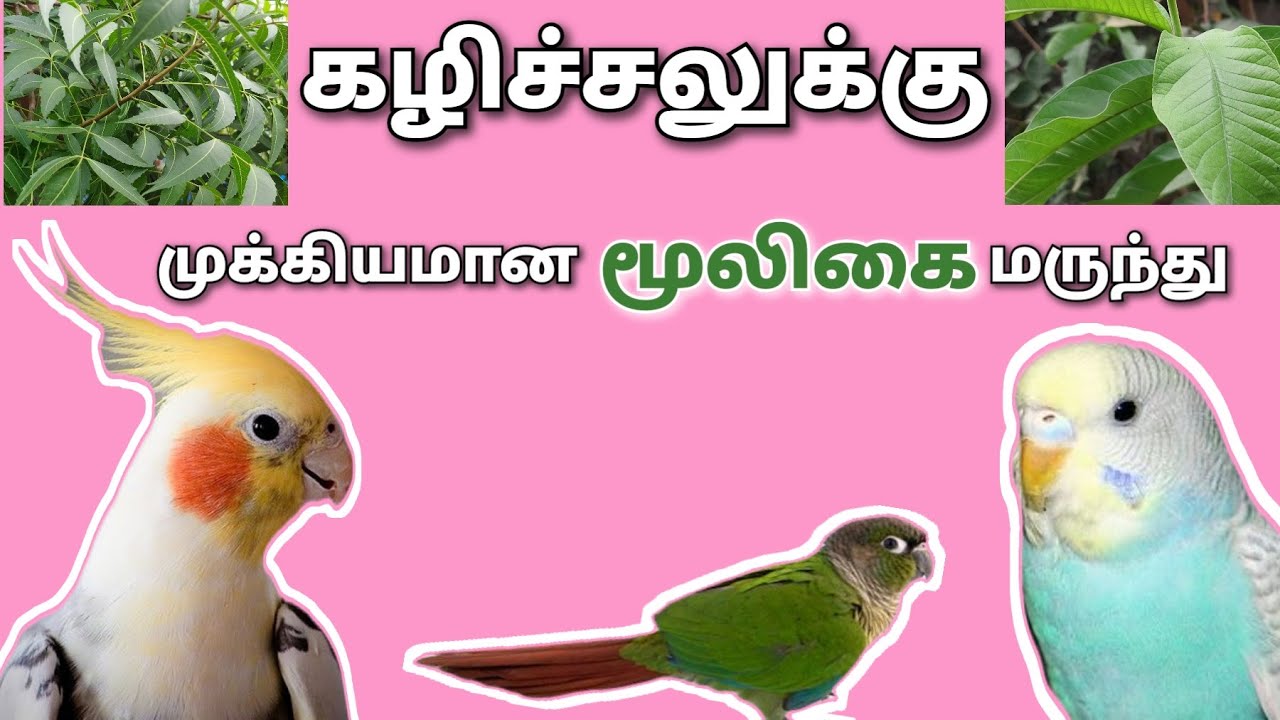 love birda loose motion problem solved ( தமிழ் ) | Herbal medicine & food |  Breeding tips in tamil