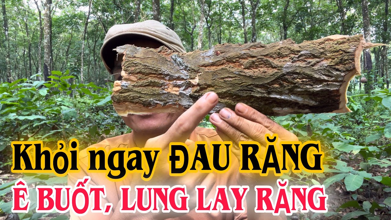 Khỏi ngay đau Răng, Ê buốt, lung lay Răng khi dùng vỏ này. PHAN HẢI Channel