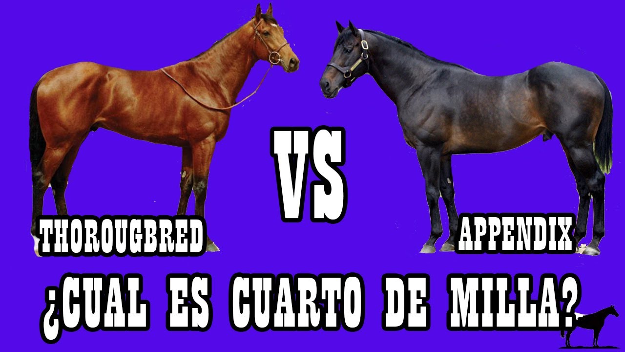 Los Caballos Torobred (Thoroughbred) y Appendix🐴-Del Cerro Soy