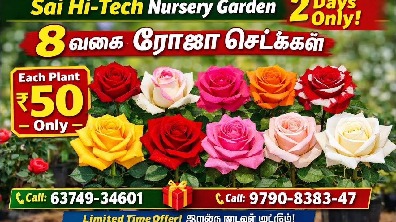 ₹50 Offer 🌹 8 வகை ரோஜா செடிகள் | Sunday வரை Special Sale | Sai Hi-Tech Nursery Garden