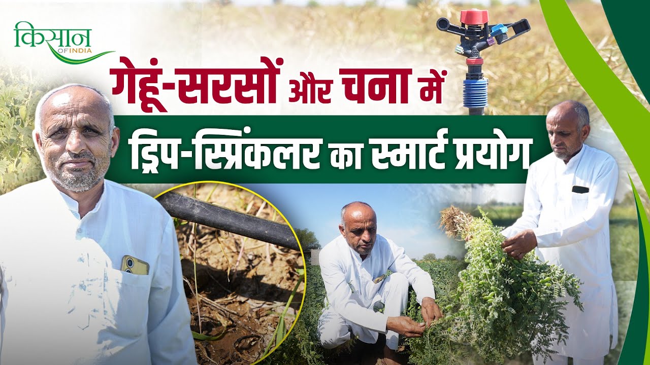 Drip और Sprinkler Irrigation का अनोखा प्रयोग, किसान को मिल रहा दोगुना उत्पादन