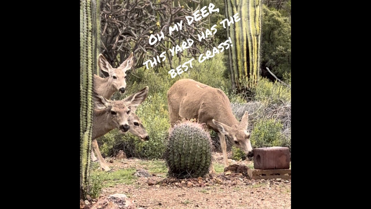 Wild Deer in my Backyard 2024 #deer #deerlife
