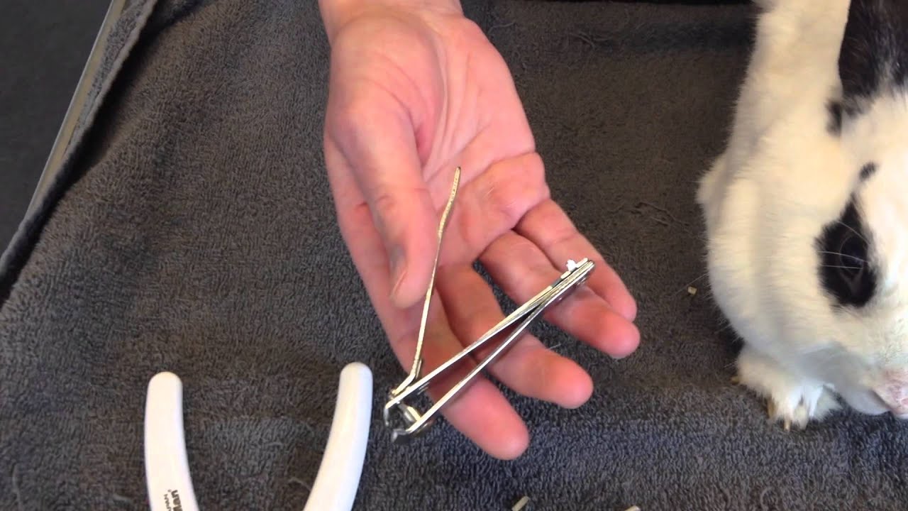 Konijnennagels knippen in 2 minuten