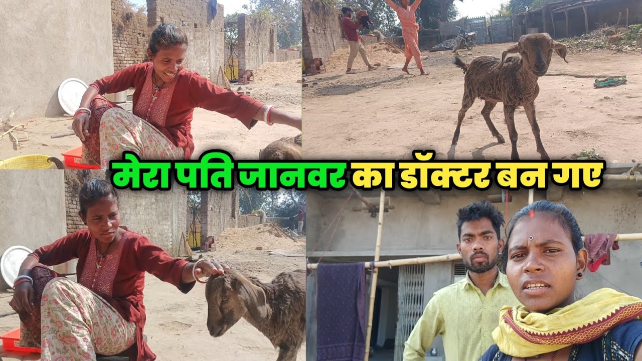 मेरा पति जानवर का डॉक्टर बन गए अब घर-घर जाकर इलाज करेंगे#courtmarriagecouplevlog 