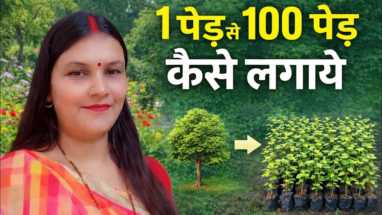 कटिंग तकनीक से लगाए गए फूल🌸🌿/ek cutting se 100 per kese lagaye 🌿