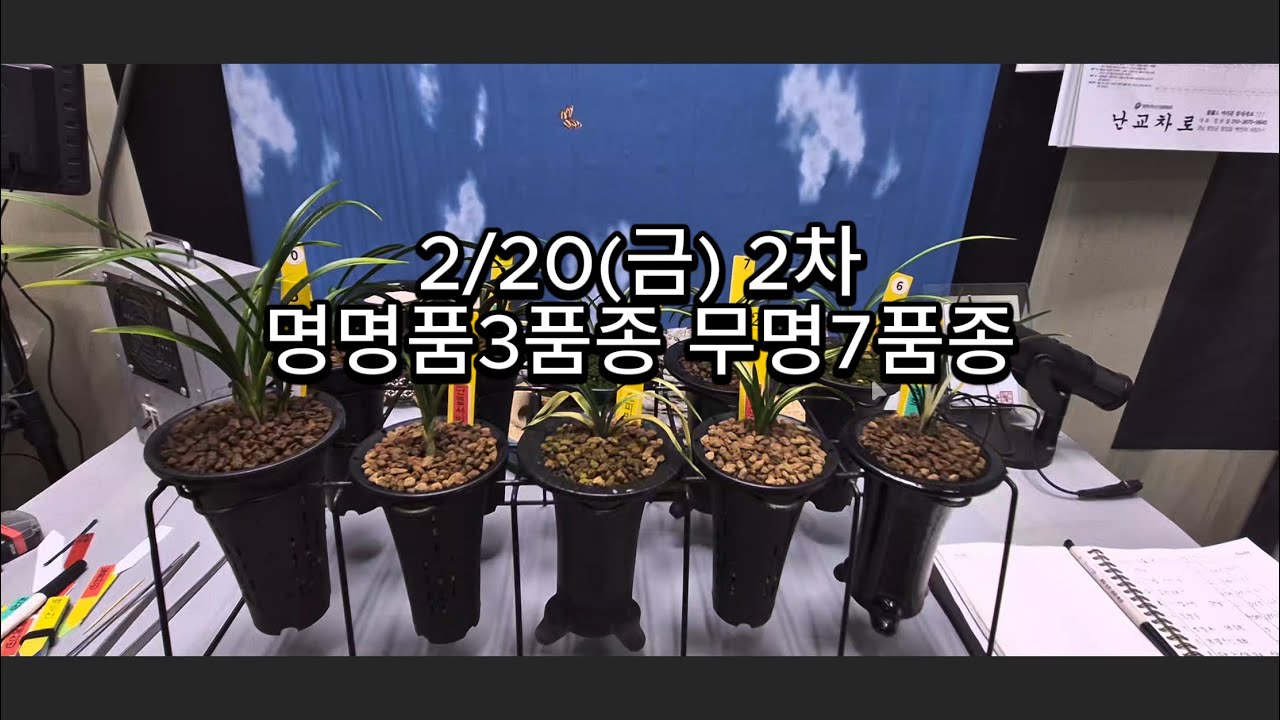 0220 2차 백호 단엽산반호 입변호피반 서반단엽 춘양금 황중투 환엽산반중투 입변전면산반중투 신라 단엽산반중투