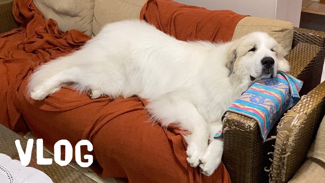 【Vlog】アラン自宅に戻る　Great Pyrenees　グレートピレニーズ