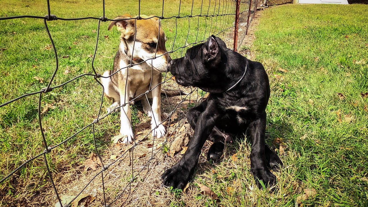Cane Corso Meets Livestock Guard Dog | Our Daily Training Routine With The Animals
