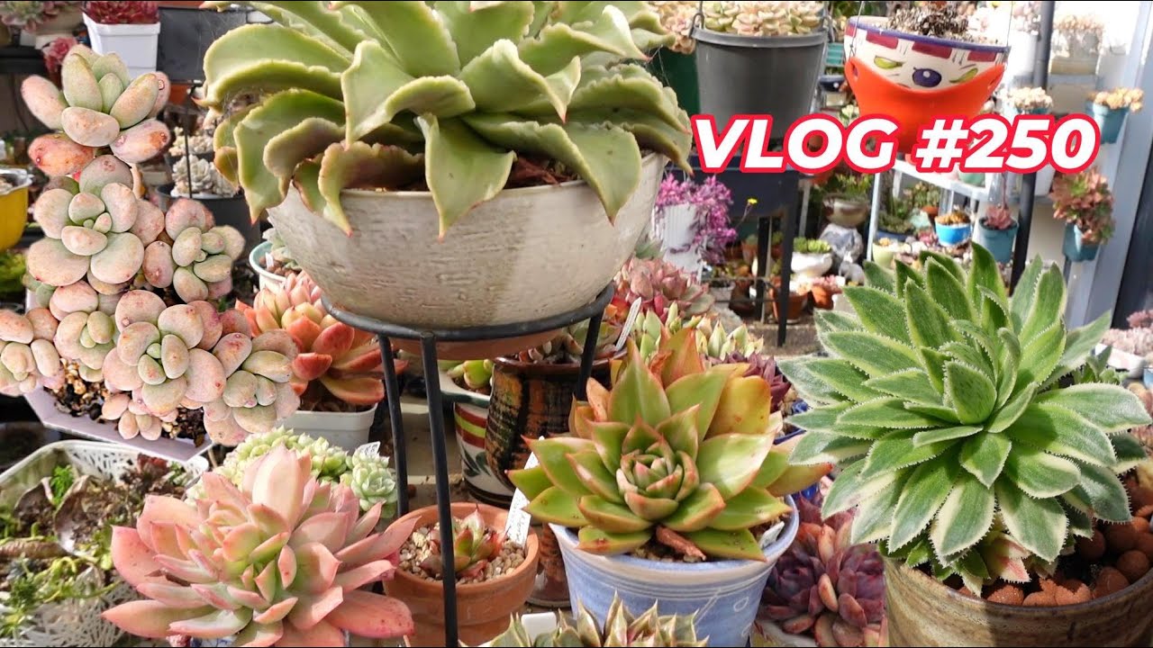 Когда пора размножать суккуленты | VLOG #250 — Выращиваем суккуленты с LizK