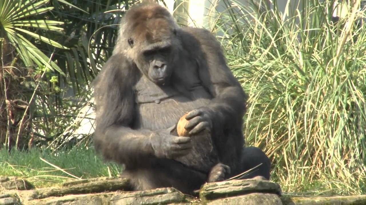 Watch our gorilla try open up a coconut