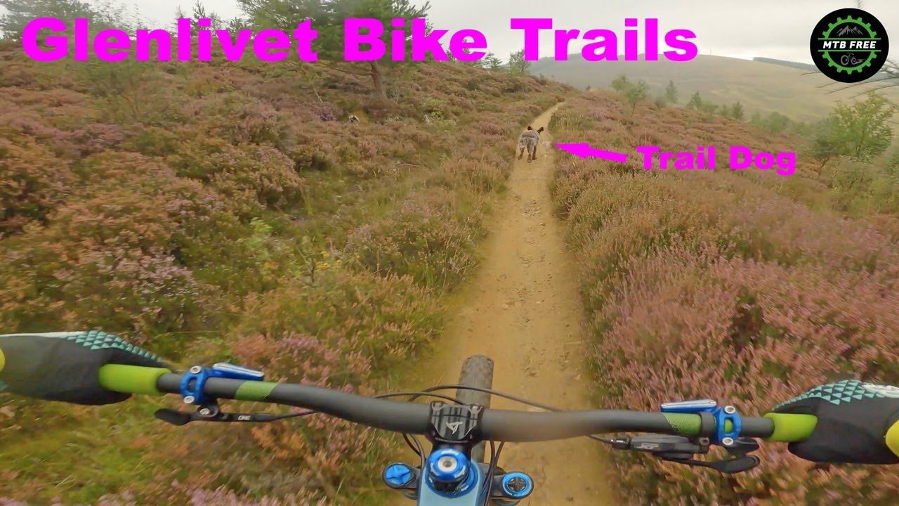 Glenlivet Bike Trails including off-piste (with my trail dog 🐕)