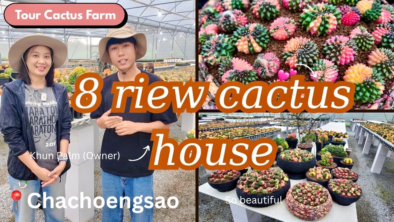 Tour Cactus Farm :🌵🎊 8 riew Cactus House| บ้านกระบองเพ็ชร 8 ริ้ว |Gymnocalycium Variegated, Cristata