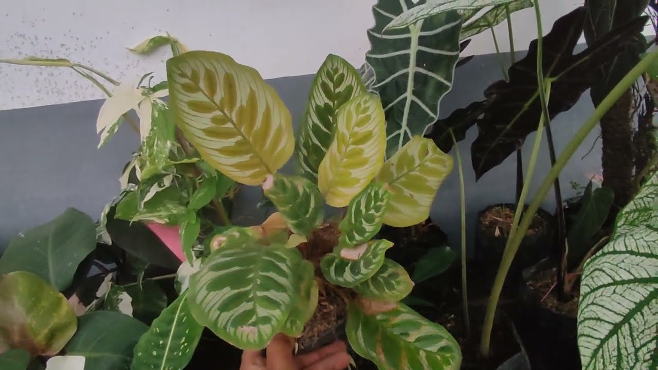 Update harga tanaman hias terbaru di yunus florist no wa. 081259047498