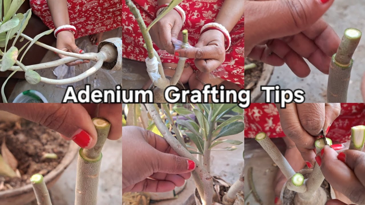 Adenium plant 🪴 Grafting tips