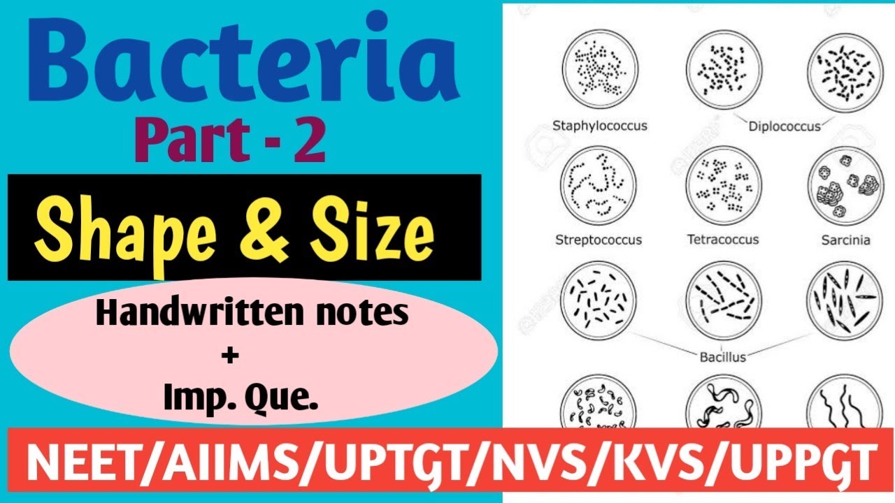 Bacteria : Part -2 Different Shapes And Size in bacteria